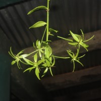 Pereskia aculeata Mill.